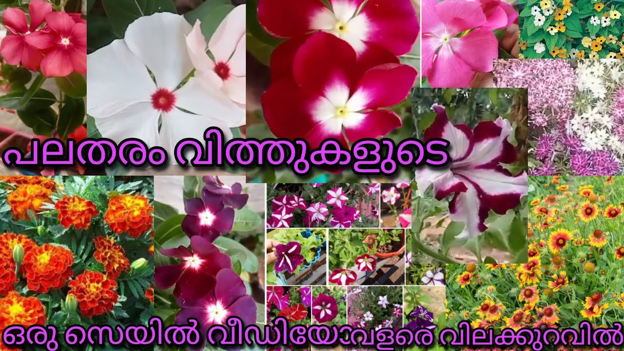 പലതരം പൂക്കളുടെ വിത്തുകൾ സെയിൽ ചെയ്യുന്നു . വളരെ വിലക്കുറവും 🥰👌🌹