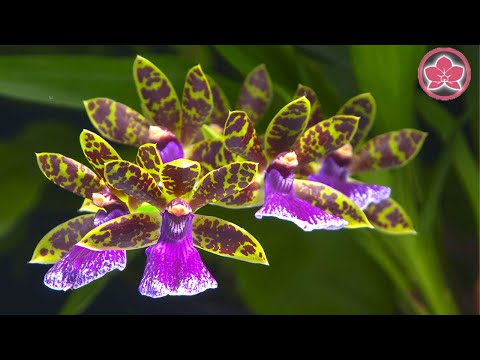 Орхидея ЗИГОПЕТАЛУМ Как ПРАВИЛЬНО УХАЖИВАТЬ и на что ОБРАТИТЬ ВНИМАНИЕ?