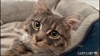 Rescue helps neglected cat