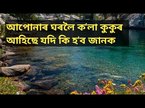 আপোনাৰ ঘৰলৈ ক'লা কুকুৰ আহিছে যদি কি হ'ব জানক