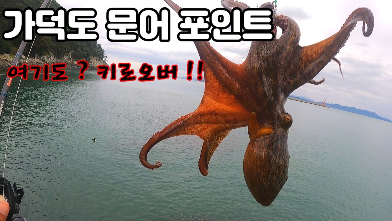 가덕도 여기저기 키로오버 문어들이 나오는중!!!  또 1290g 잡았네요 !!