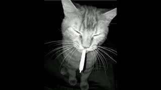 Download Lagu Nov Barom Songsa Kmeng ft เธอไม่เคยเป็นแฟนเก่า - RB Remix 2019 MP3