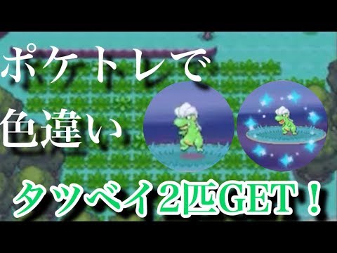 ポケトレ 色違いタツベイを2匹ゲット プラチナ Shiny Bagon Youtube