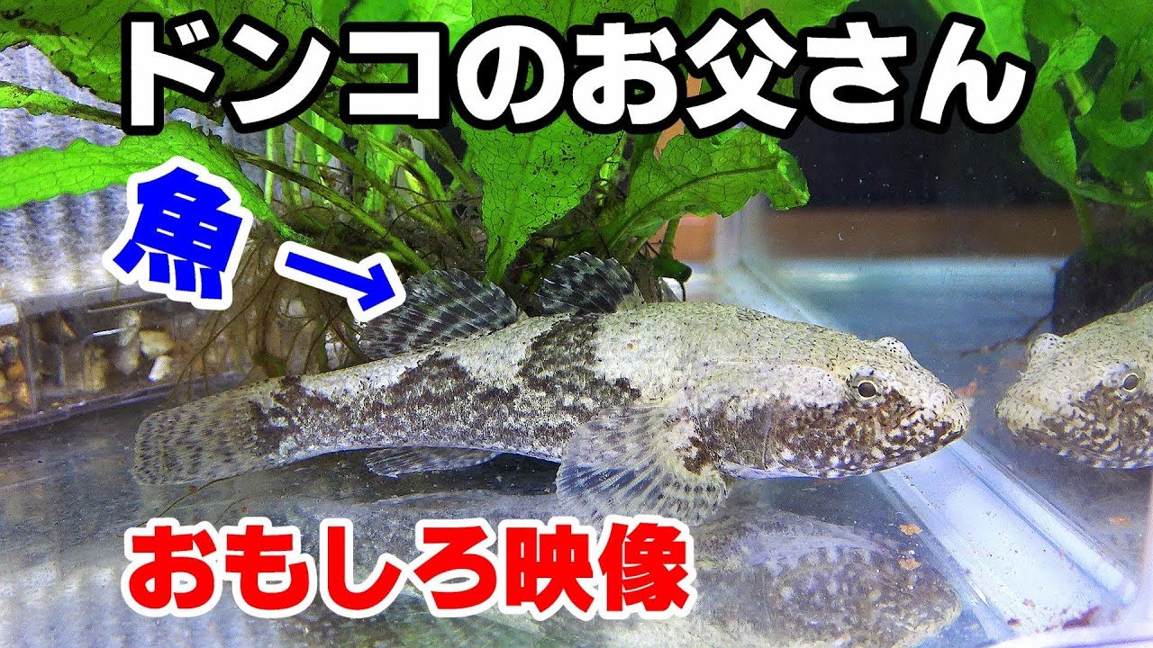 奇跡が起きた ドンコのお父さん ガチ ｗ ドンコ水槽 アクアリウム Youtube
