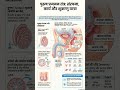 #Male Reproductive system TGT PGT NET DSSSB LT GIC BPSC TRE 4.0 🥰