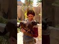 petting a CUTE cat in Assassin's Creed Mirage! #assassincreed