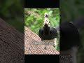 Bird Moms in the Deep Wild. 🤰 #wildlife #animals #wildanimals #bird #nature