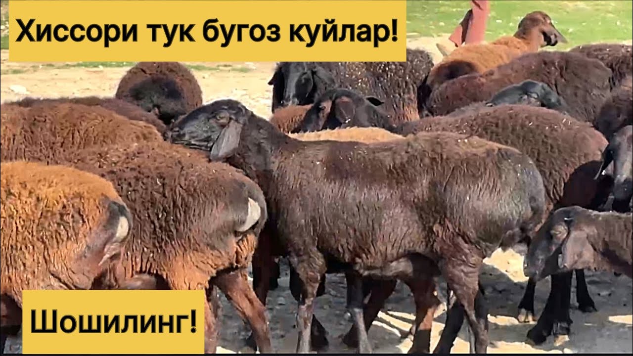 Хиссори тук бугоз куйлар! 972210096☎️ 943320698☎️