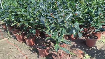 Bán buôn bán lẻ cây hoa hải đường chơi TẾT 0977973535