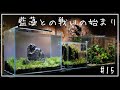 【アクアリウム】30cm水槽にパールグラス植えて注水したけど藍藻まみれになった話し/ADA/30cm水槽/aquarium/vlog/#15