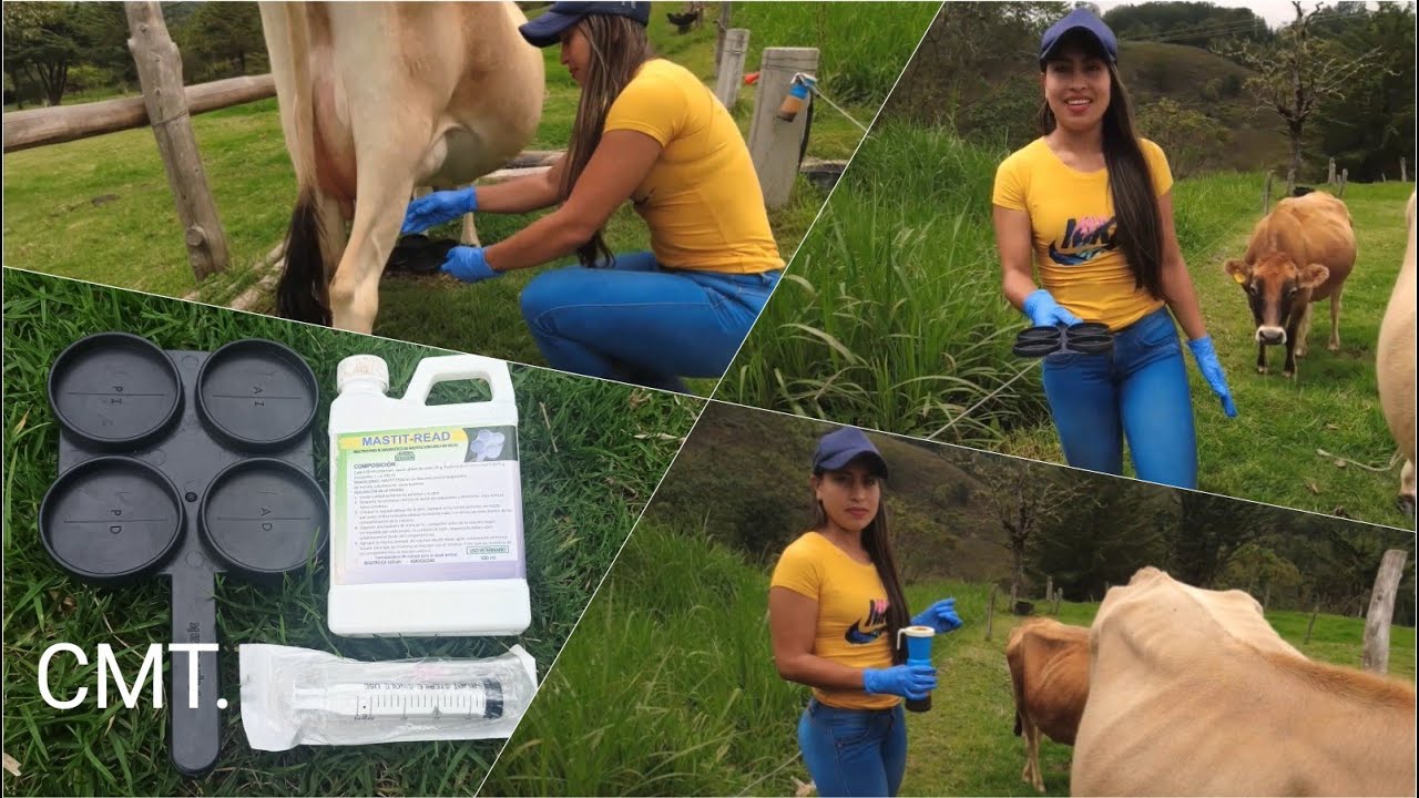 Prueba CMT en vacas. California mastitis test #Ganaderíaymuchomás - YouTube