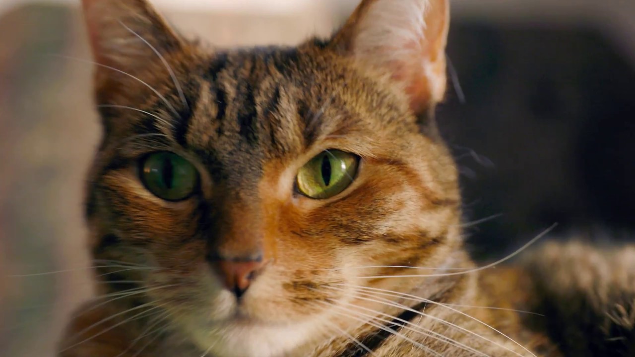 canon 5d mk iv vs sony a7iii Canon 5Dmk.iv C-log+grading test 2