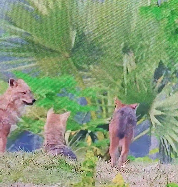 Silent shadows  🌿🐾 Watch the jackals roaming  in the forest #WildlifeShorts #Jackals #NatureInMotion