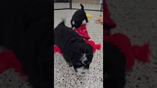 Cute Puppy Video Macy/Cadillac puppies Woodlotcompanions