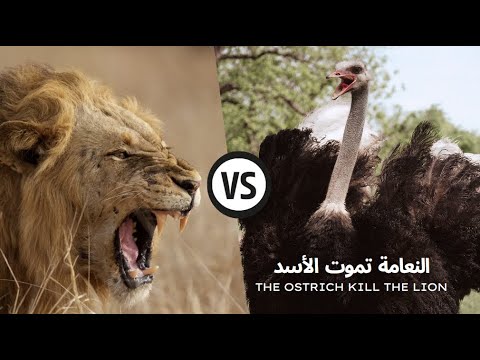      النعامة تموت الأسد