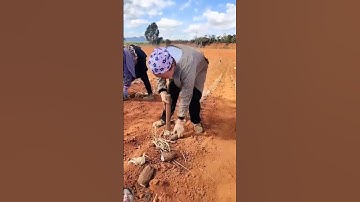 Đây là cách trồng độc lạ Trung Quốc họ trồng củ khoai lang tím dài