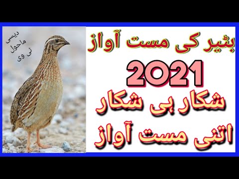 بٹیر کی مست آواز 