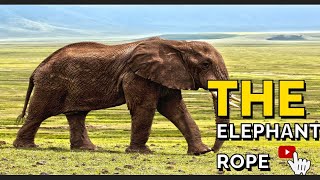 The Elephant story | The Elephant and Rope Story | The Elephant Rope | Story | Motivational Story