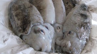 CLEANING CUTTLEFISH - Good, Easy, Quick