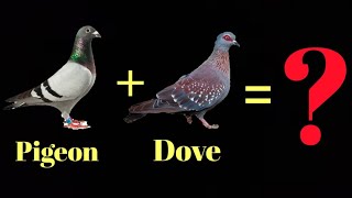 Pigeon Dove Hybrid Experimental Cross And Results Pigeon X Dove Digeon