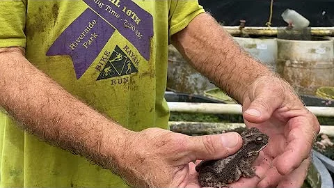 Fredette the Toad