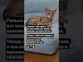 Фэн шуй по женски найди если сможешь веселыекоты юмор Cat прикол Peterbalds Фэн шуй по женски найди если сможешь веселыекоты юмор Cat прикол Peterbalds