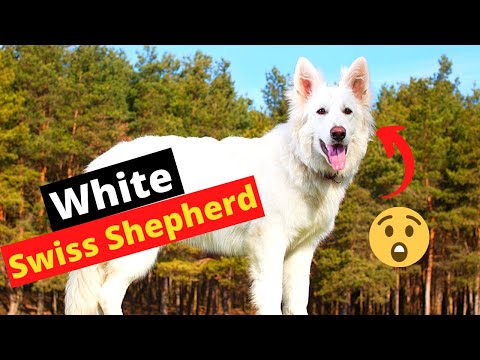 Video: Da li se berger blanc suisse šupa?