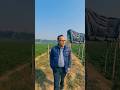 In The Potato Fields.