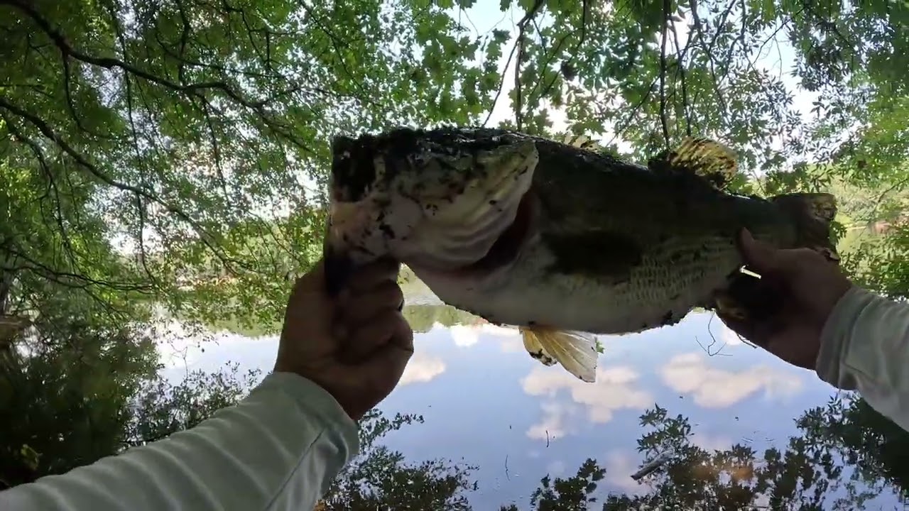 Nice 5.3lb Bass! #letsgo #bassfishinmutts #bass #fishing #gotem #georgia