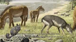 John Flynn on Extreme Mammals South America