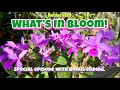 Super packed episode with nothing but beautiful orchid blooms bonus clip of night blooming cactus