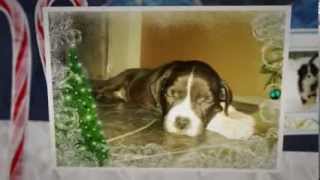 I Love Amstaff & Pitbull & Bullterrier