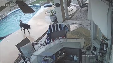 Dog Jumps in Pool to Save His Friend || ViralHog