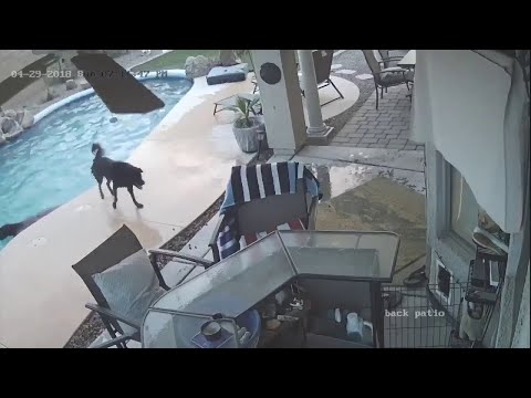 Dog Jumps in Pool to Save His Friend || ViralHog