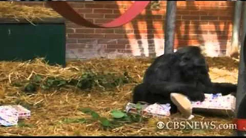 Gorilla Celebrates 50th Birthday with Cake, Presents