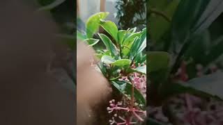 Download Lagu kinoy paud jantan #shorts #birds #aviary MP3