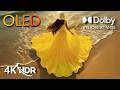 Insane OLED 4K HDR Footage in Dolby Vision | Ultra Realistic 60FPS (4K/8K TV)