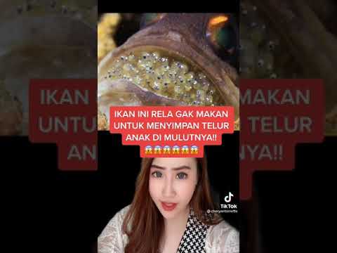 Video: Kaviar terung untuk musim sejuk 