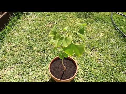 Video: Reproducción de plantas de ginkgo: aprenda sobre la propagación de árboles de ginkgo