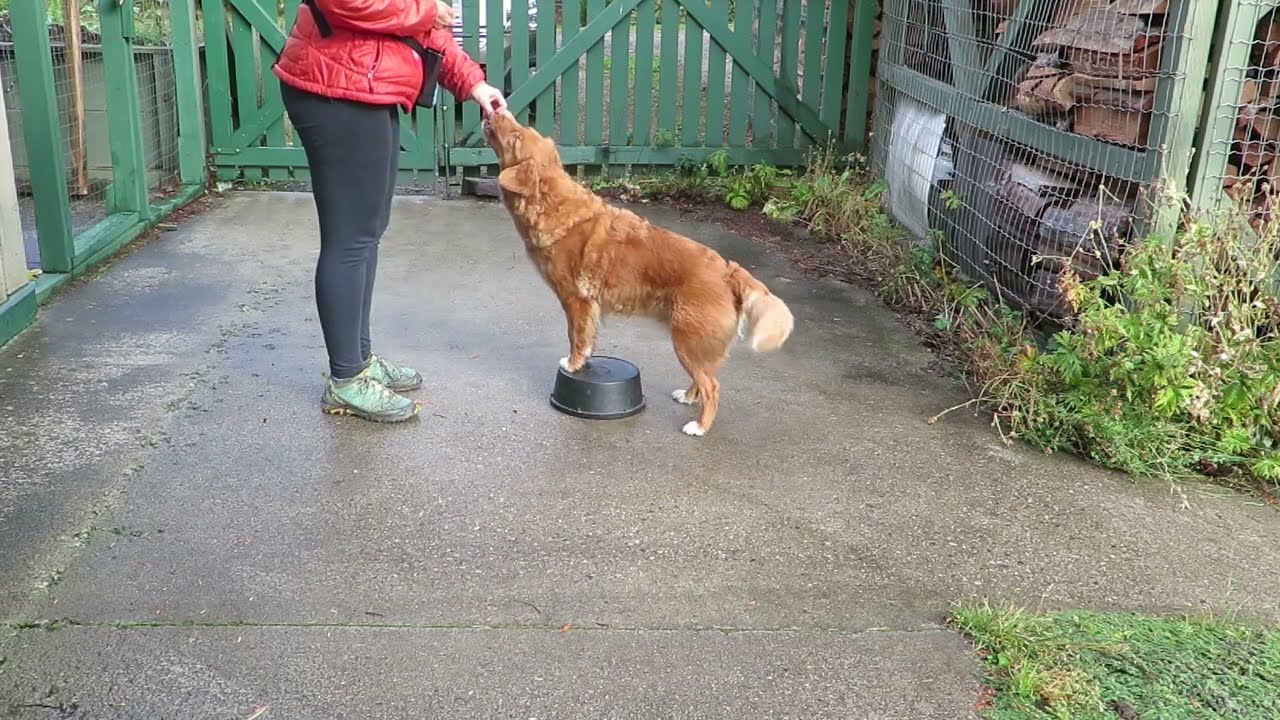 Piper Side step drill