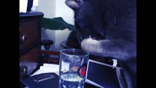 cute ;-) Dikkie my cat drinking water from my glass