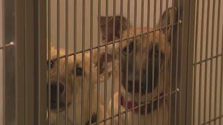 Stanislaus Animal Services Agency faces leadership changes