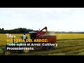 Historia del Arroz: Todo sobre el Arroz: Cultivo y Procesamiento - TvAgro por Juan Gonzalo Angel
