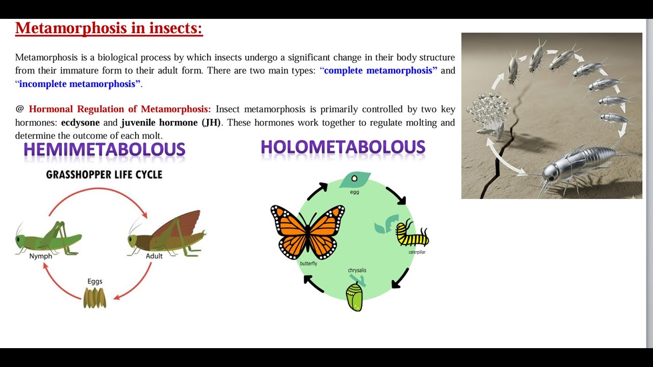 #metamorphosis in insects (#holometabolous & #hemimetabolous) - YouTube