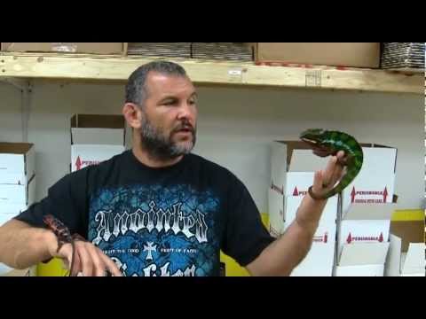 leopard print Chamaeleolis Awesomeness - 20 MINUTES UNDERGROUND #16