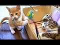 マンチカンの赤ちゃん同士 Two of Munchkin baby! Cute kittens.