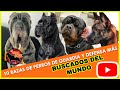 10 Perros guardia y Defensa más buscados del mundo