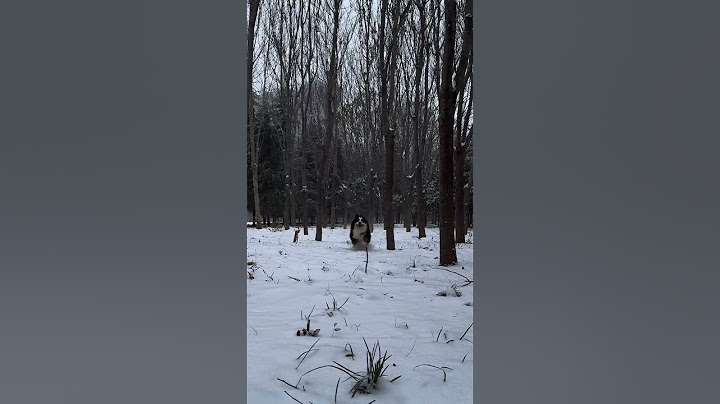 没办法，谁让他朝我跑来的时候那么帅來 #大型犬的安全感 #被小狗治愈的一万个瞬间 #伯恩山犬太子