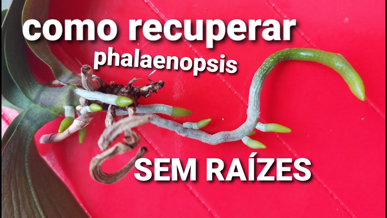 3 DICAS de como RECUPERAR phalaenopsis SEM RAÍZES
