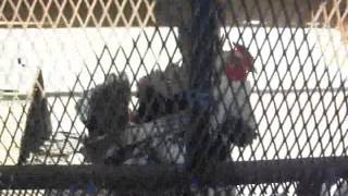 Çil Horozum Bedia Akartürk